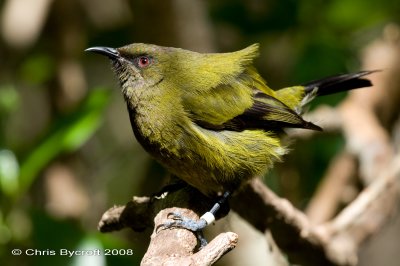 Bellbird (korimako)