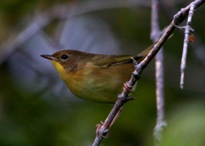 Common Yellowthroat