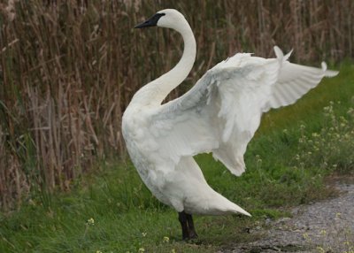 Trumpeter Swan