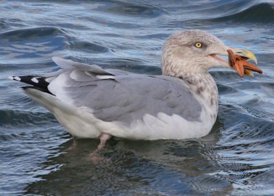 Herring Gull with snack