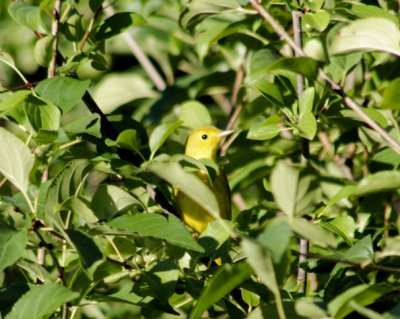 #39   Yellow Warbler