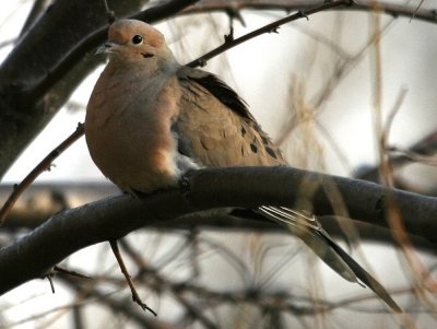 #9   Mourning Dove