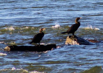 #41  Double-Crested Cormorant