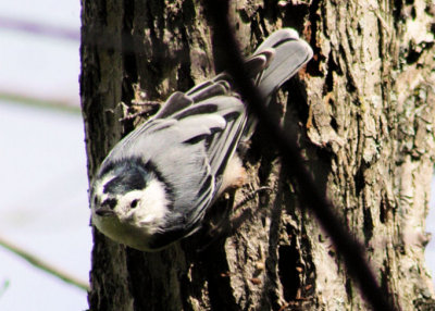 #12   White-breasted Nuthatch