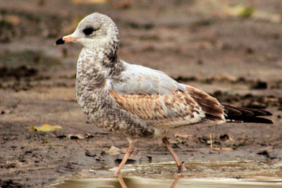 #7  Herring Gull (juvenile)