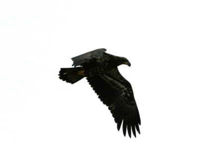 #124   Bald Eagle (juvenile)