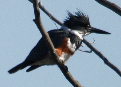 #29   Belted Kingfisher