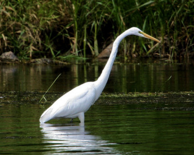 #87   Great Egret