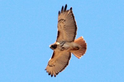 #63   Red-tailed Hawk