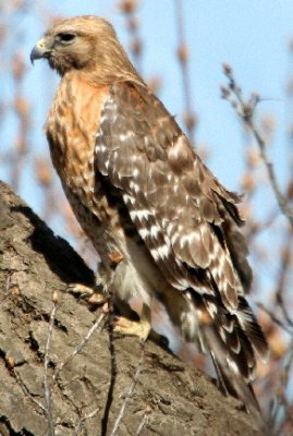 #62   Red-shouldered Hawk