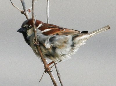 #8   House Sparrow