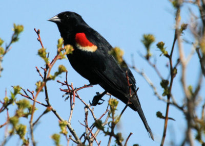 #23   Red-winged Blackbird