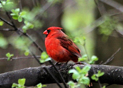 #18   Northern Cardinal