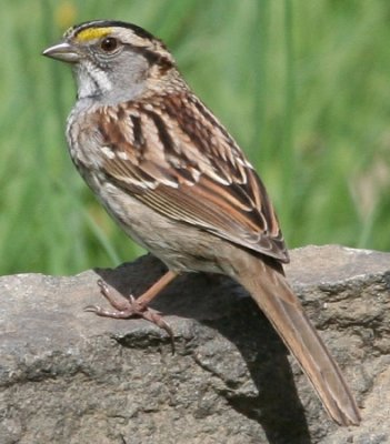 #82   White-throated Sparrow