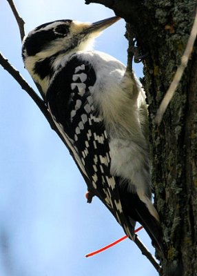 #6  Hairy Woodpecker