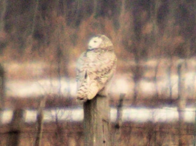 #65  Snowy Owl