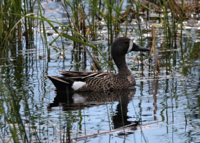 Blue-winged Teal