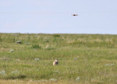 Marbled Godwit trying to lure a persistent Timber Wolf away from nest