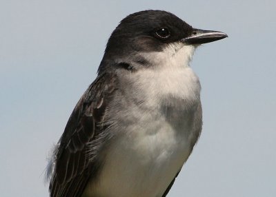 Eastern Kingbird
