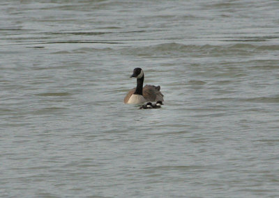 Canada Goose with Goldeneye Ducklings