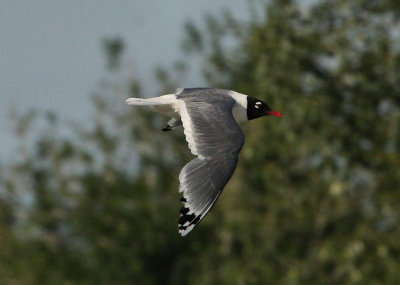 Franklin's Gull