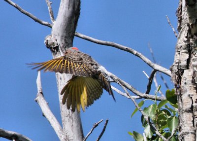 Northern Flicker (yellow shafted)