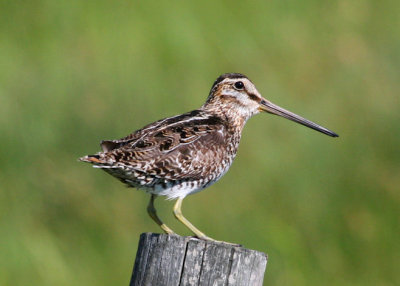 Common Snipe