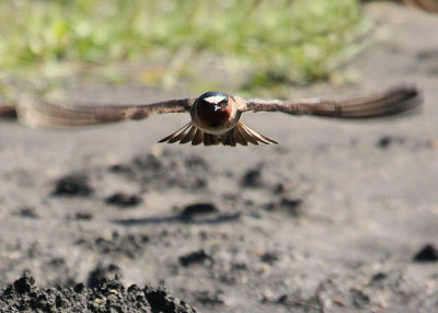Cliff Swallow