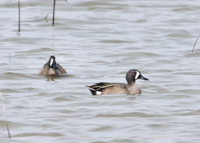 Blue-winged Teals