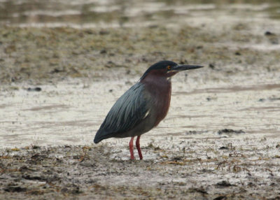 Green Heron