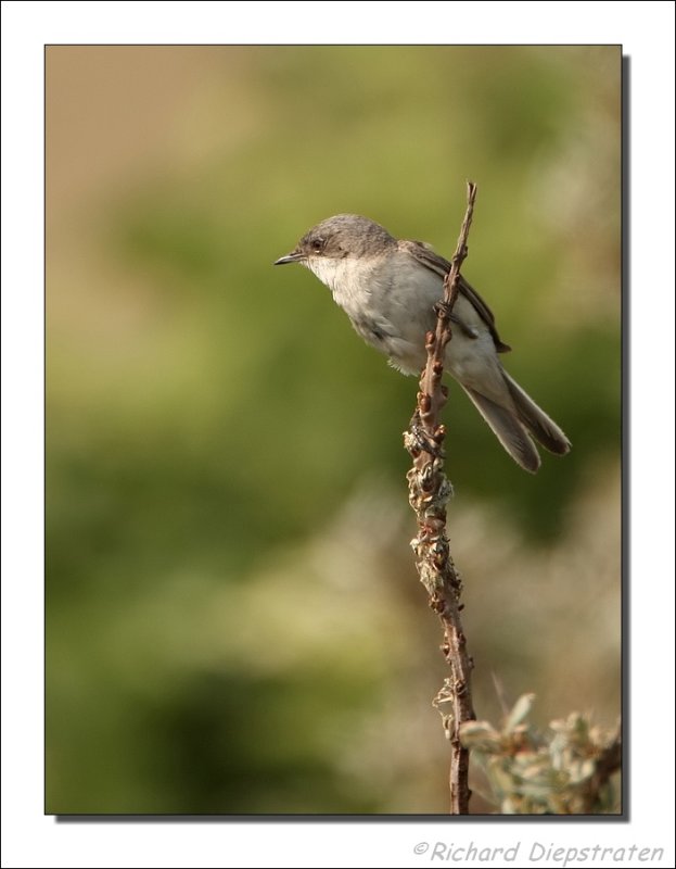 Braamsluiper - Sylvia curruca - Lesser Whitethroat