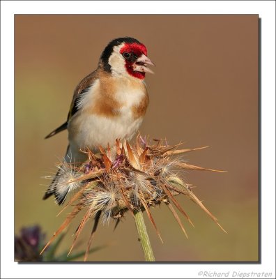 Putter    -    Goldfinch