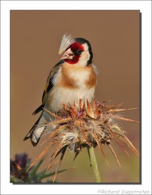 Putter - Carduelis - Goldfinch Distelvink