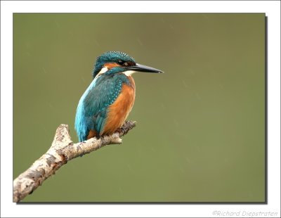 IJsvogel - Alcedo atthis - Kingfisher