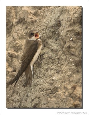 Oeverzwaluw - Riparia riparia - Sand Martin