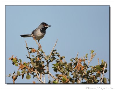 Rppells Grasmus - Sylvia ruepelli - Ruppell's Warbler