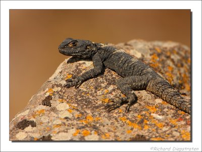 Hardoen    -    Agame Lizard