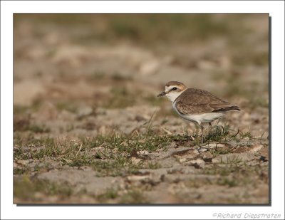 Strandplevier    -    Kentish Plover