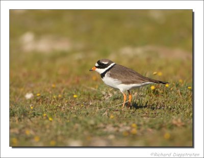 Bontbekplevier - Charadrius Hiaticula - Ringed Plover