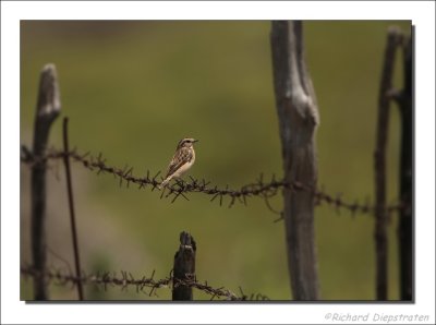 Paapje - Saxicola rubetra - Whinchat