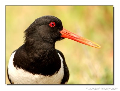 Scholekster - Haematopus ostralegus - Oystercatcher