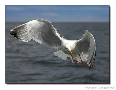 Zilvermeeuw - Larus argentatus - Herring Gull