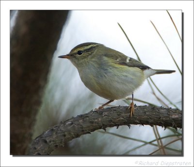 Bladkoning - Phylloscopus inornatus - Yellow-browed Warbler