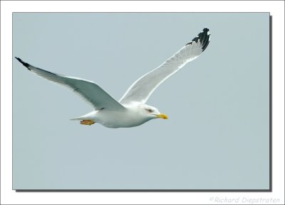 Geelpootmeeuw - Larus michahellis - Yellow-Legged Gull