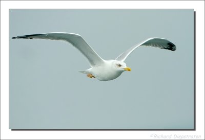 Geelpootmeeuw - Larus michahellis - Yellow-Legged Gull