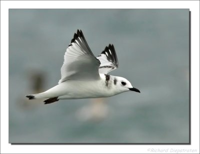 Drieteenmeeuw - Rissa tridactyla - Kittiwake