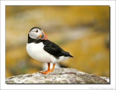 Papegaaiduiker - Fratercula arctica - Puffin