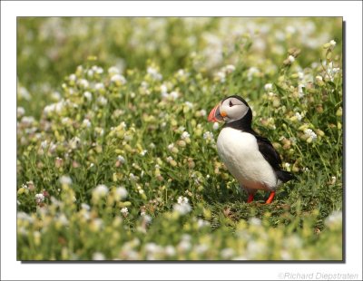 Papegaaiduiker - Fratercula arctica - Puffin