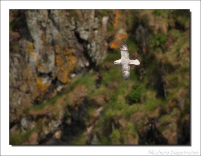 Noordse Stormvogel - Fulmarus glacialis - Fulmar