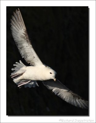 Noordse Stormvogel - Fulmarus glacialis - Fulmar